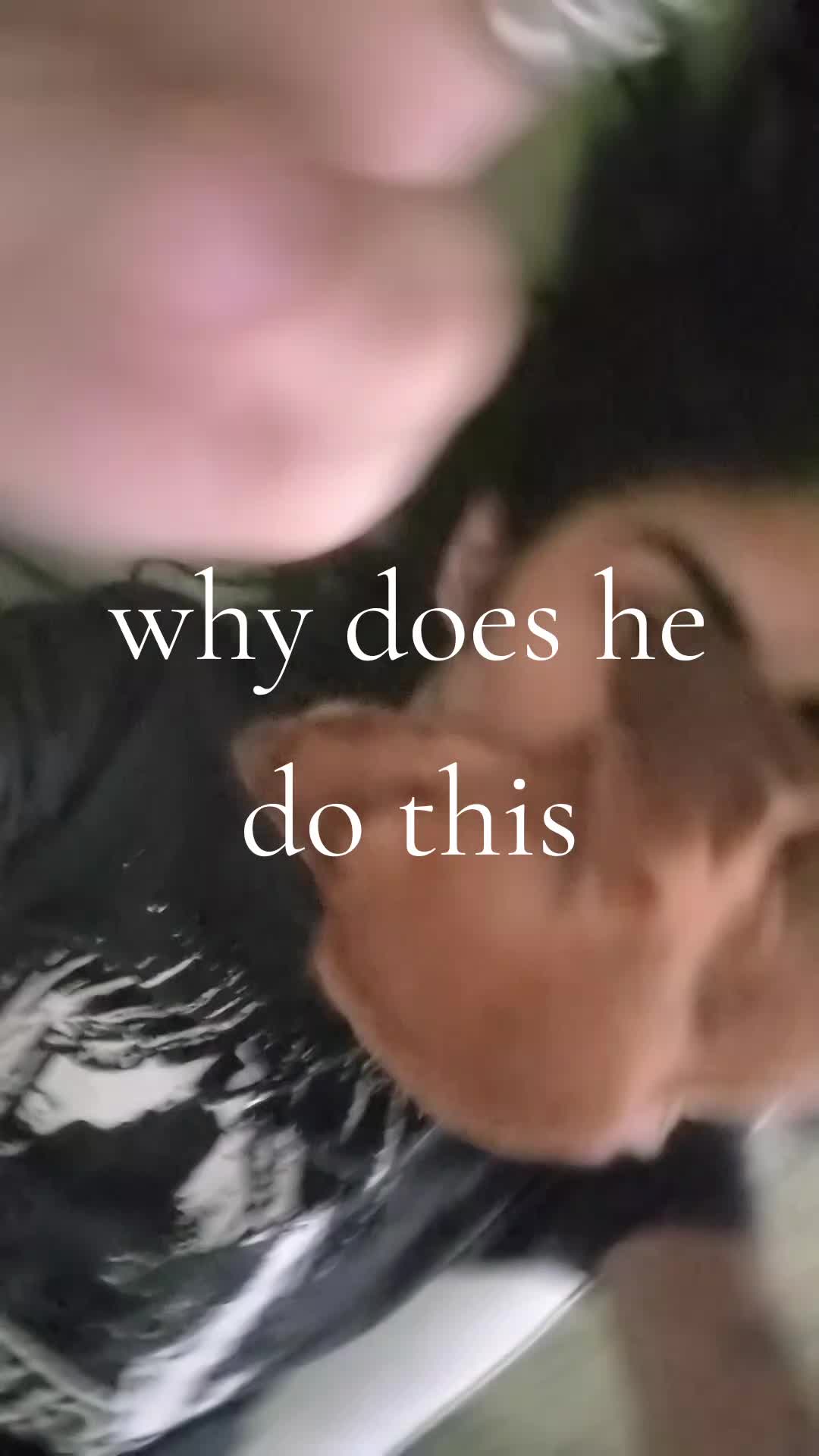 @meow