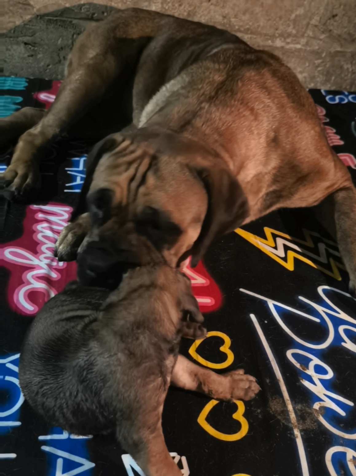 @Irie Boerboels Sn