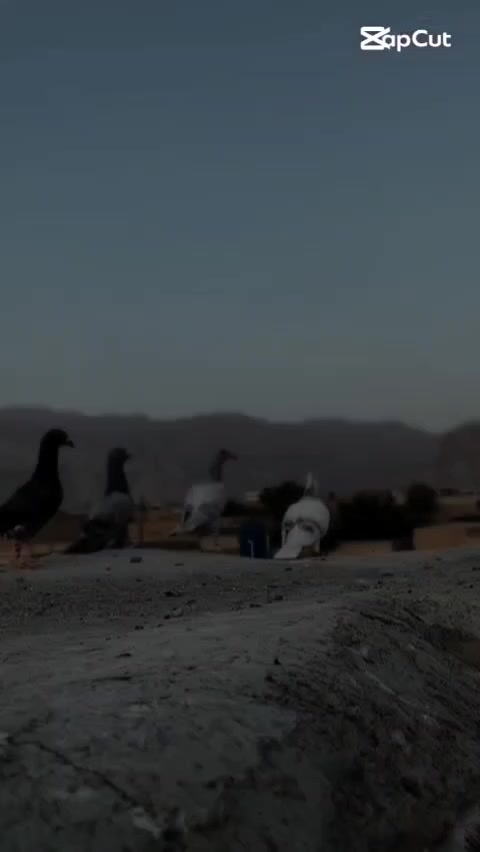 @𝑅𝑂𝐻𝐴𝑁💸 𝐿𝑂𝐹𝑇