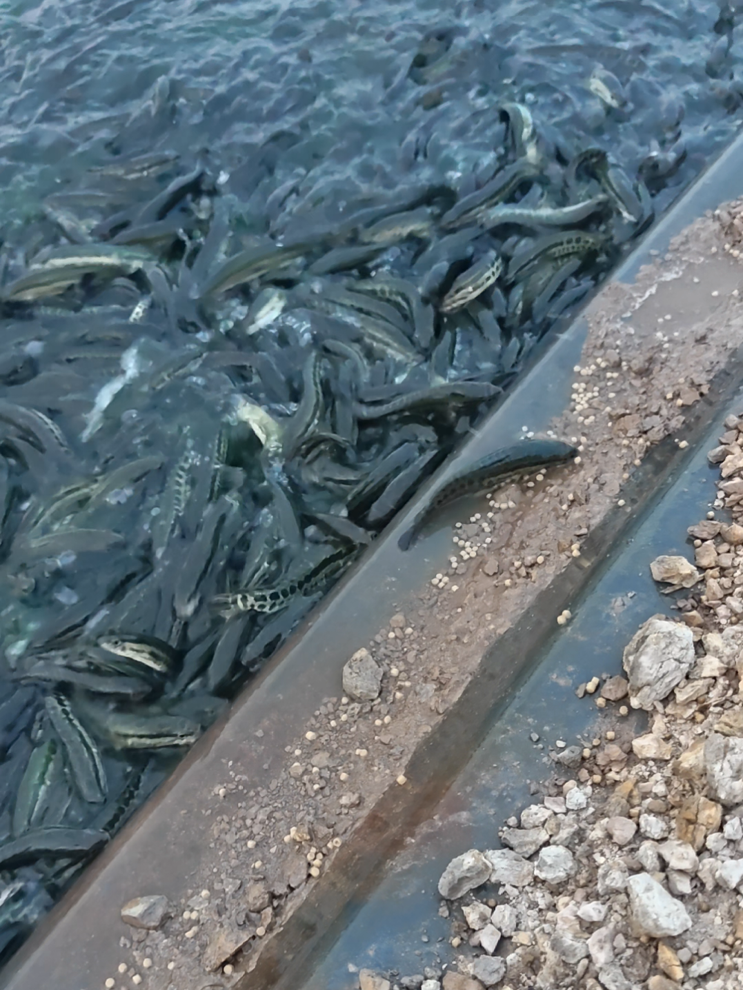 @C&aacute; Chuối Hoa