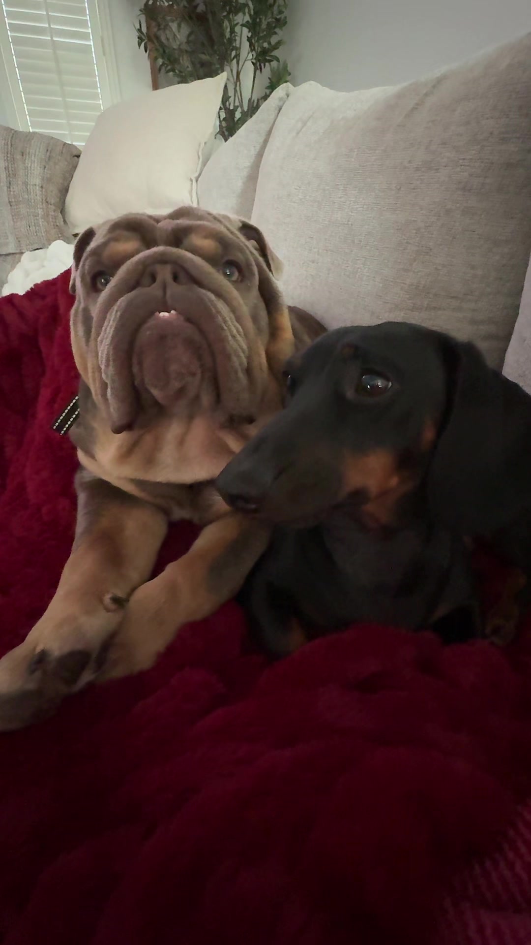 @RawlsTheBulldog