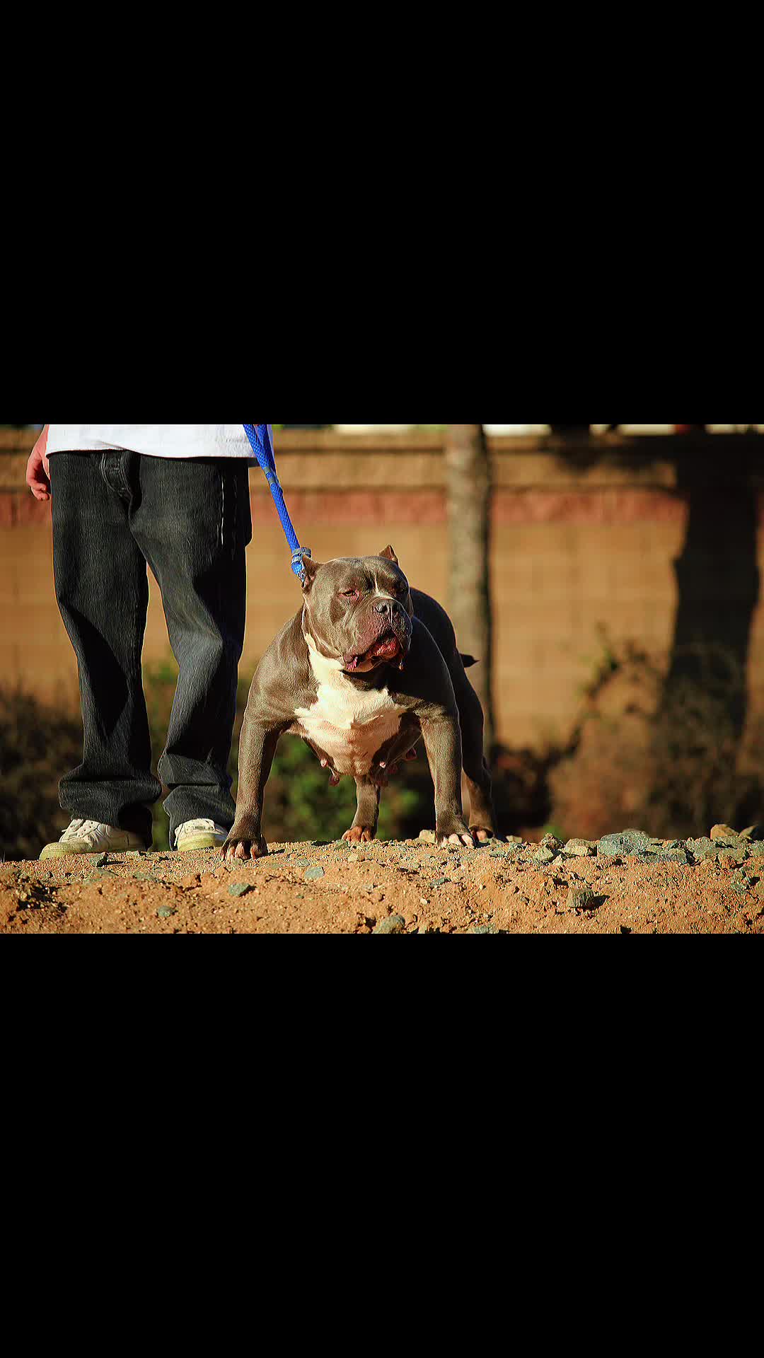 @@Dublinekennels