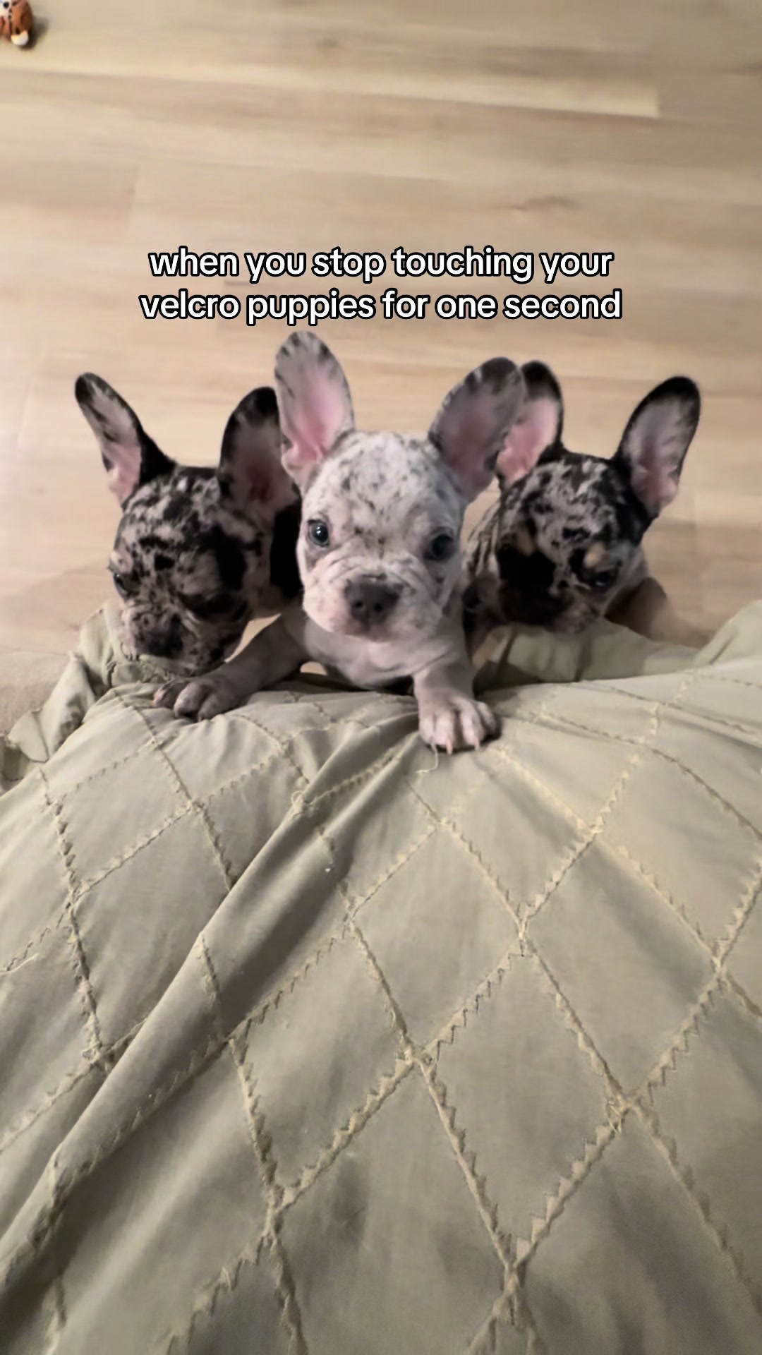 @frenchiesofvegas