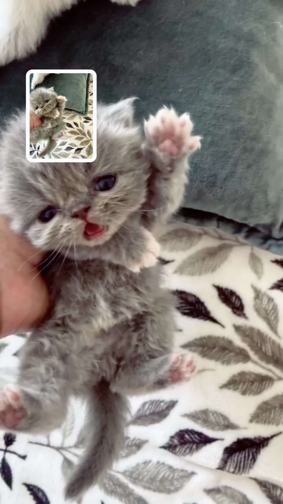 @PersianKitten