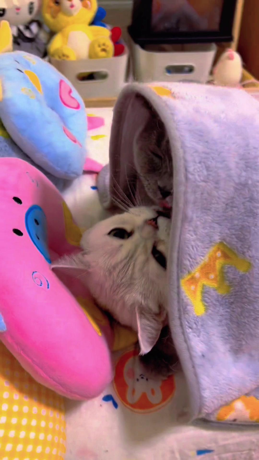 @The Kitten Council 😻😻