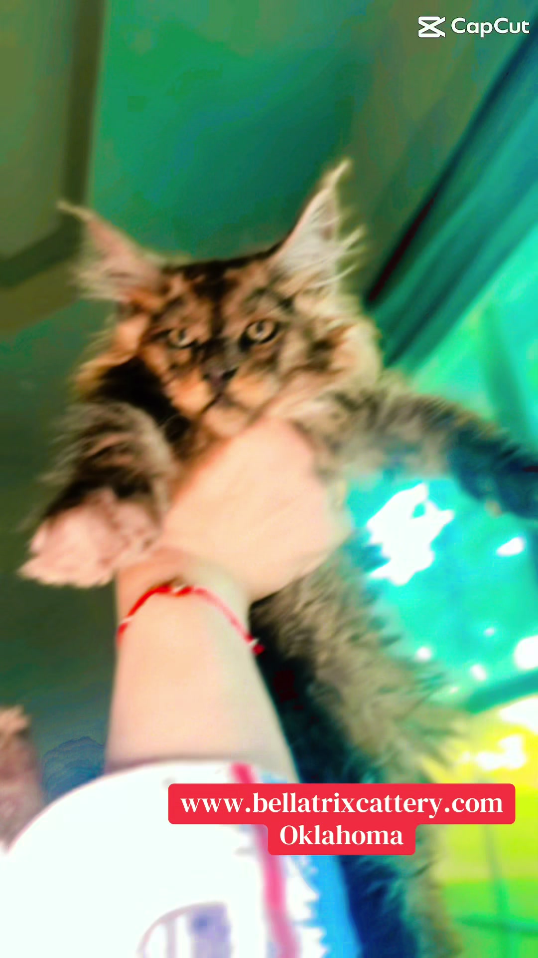@Bellatrix Maine Coon Cattery