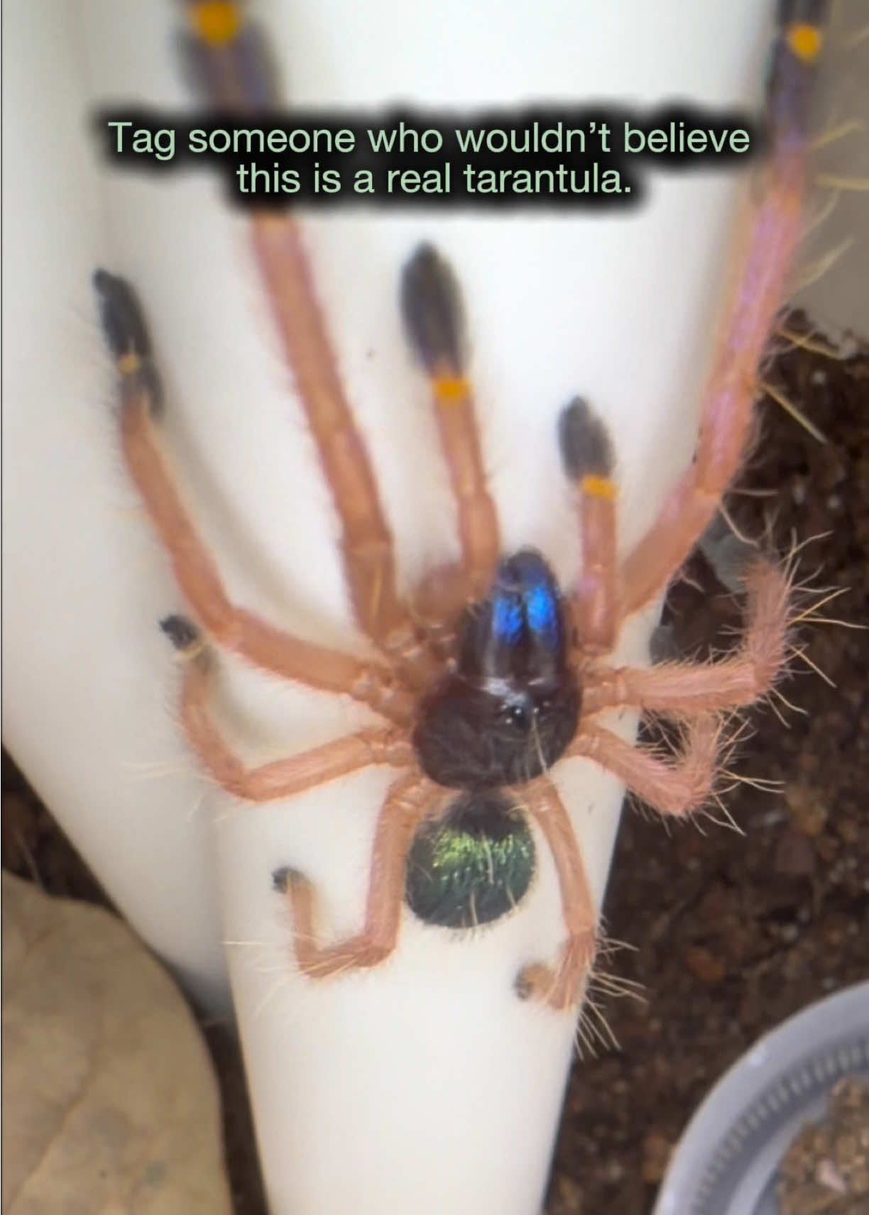 @Spider Conservatory