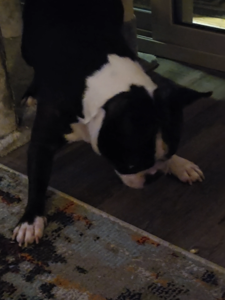 @Sir Leo the Terrier