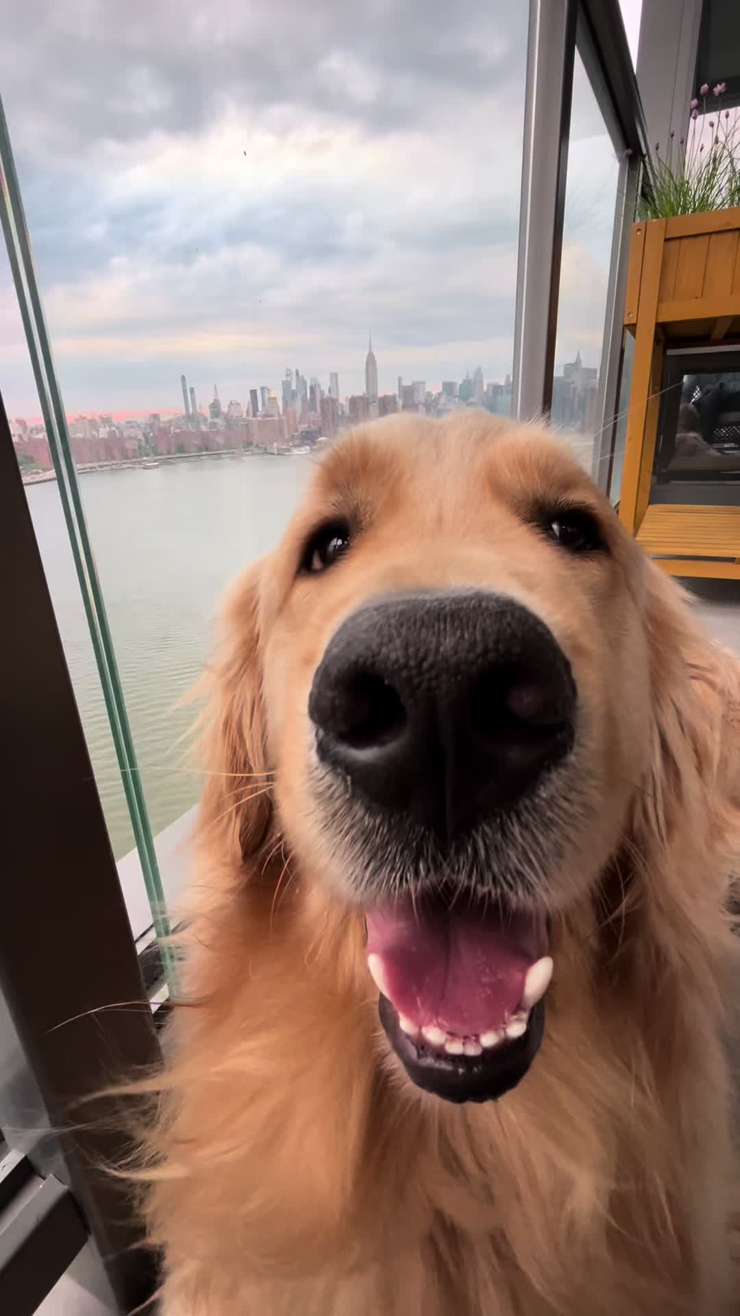 @Frank & George the NYC goldens