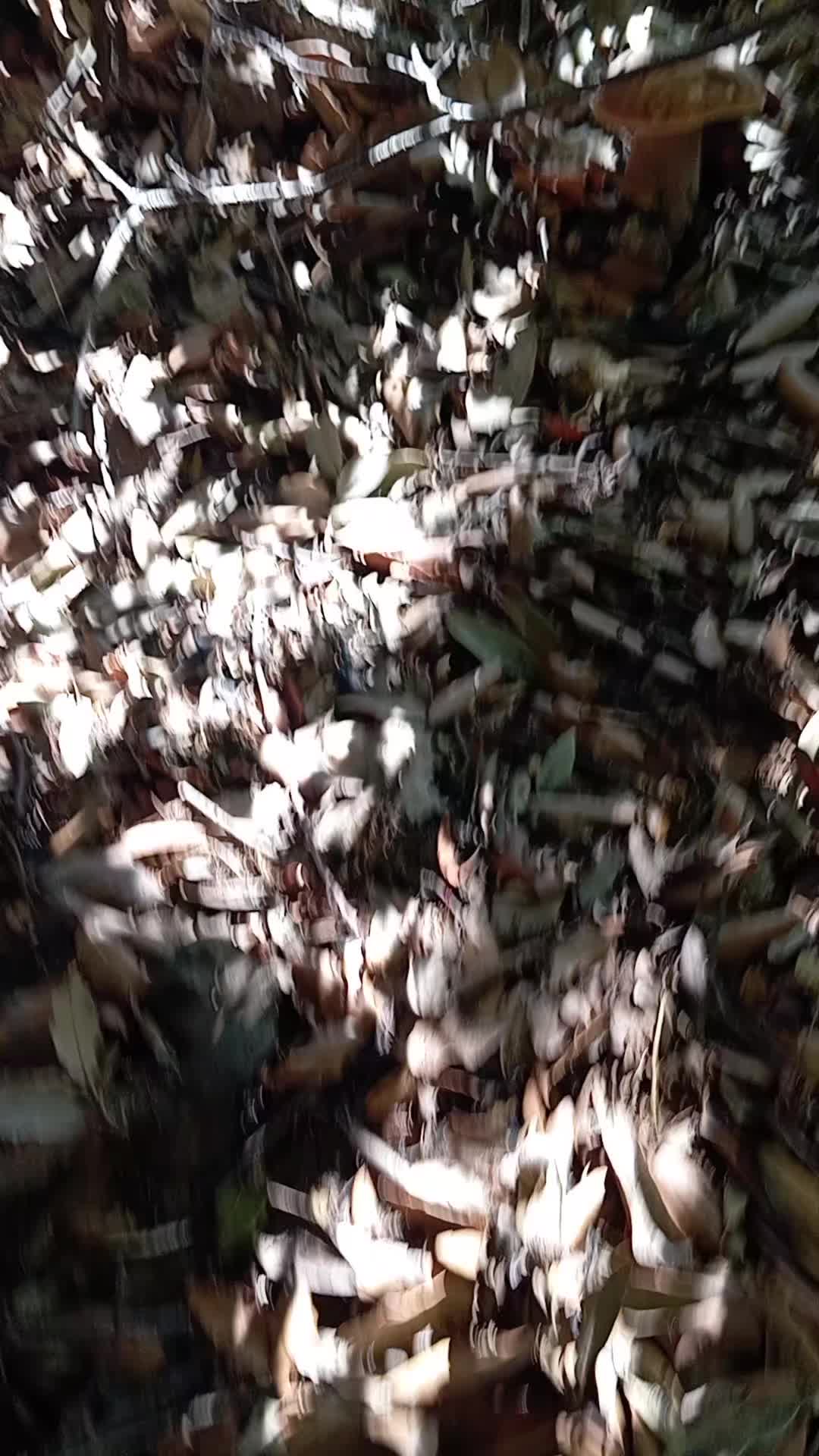 @salvo caruso