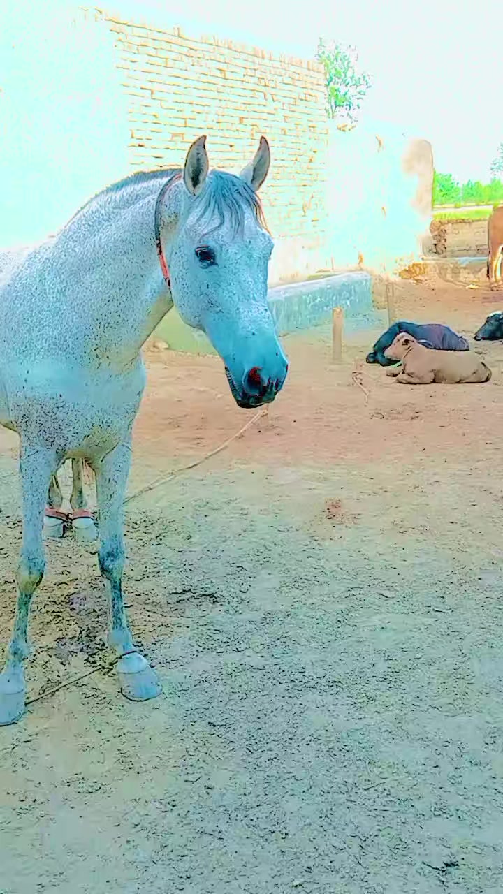 @Irshadmachi456