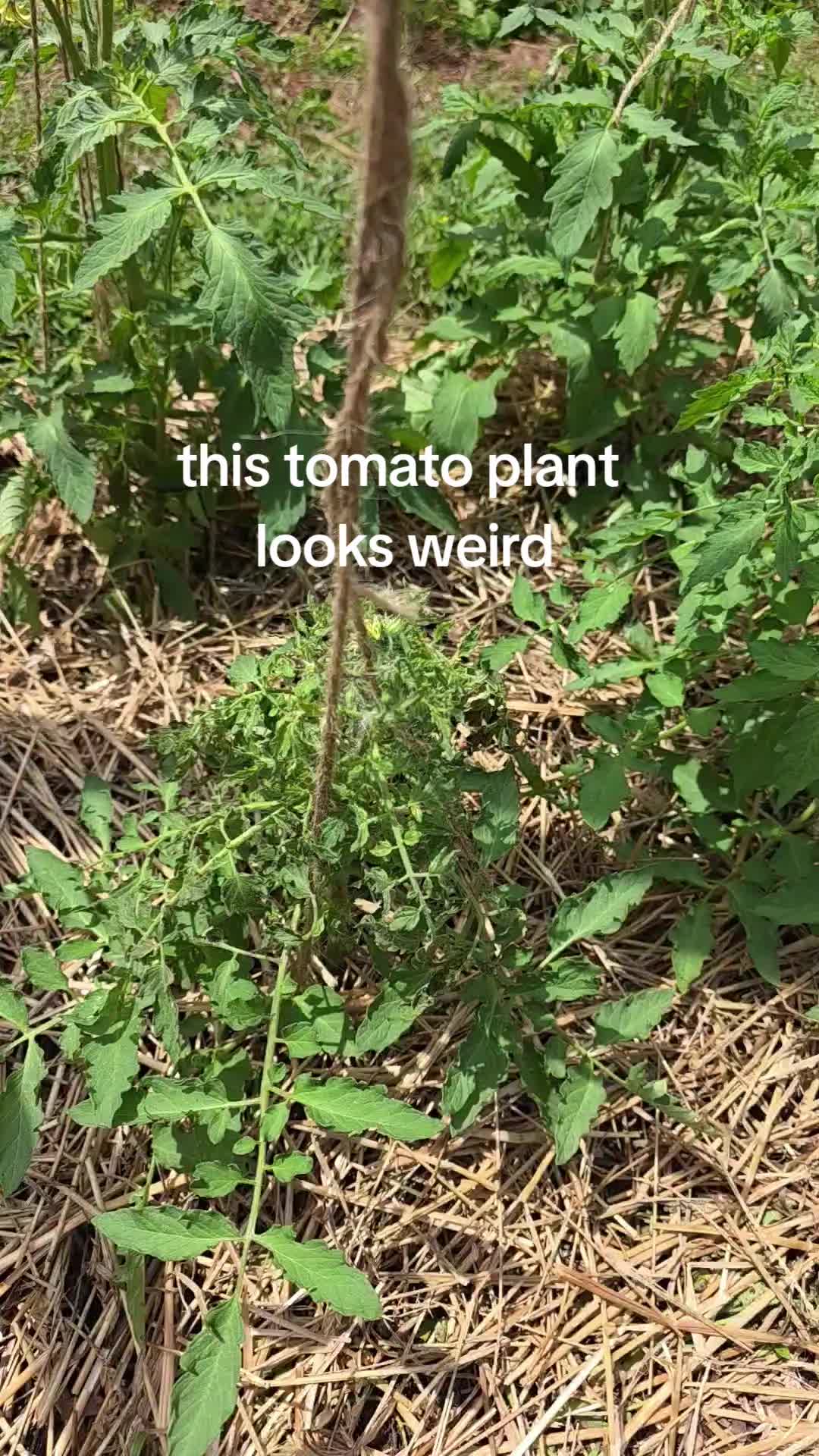 @NakedGardener