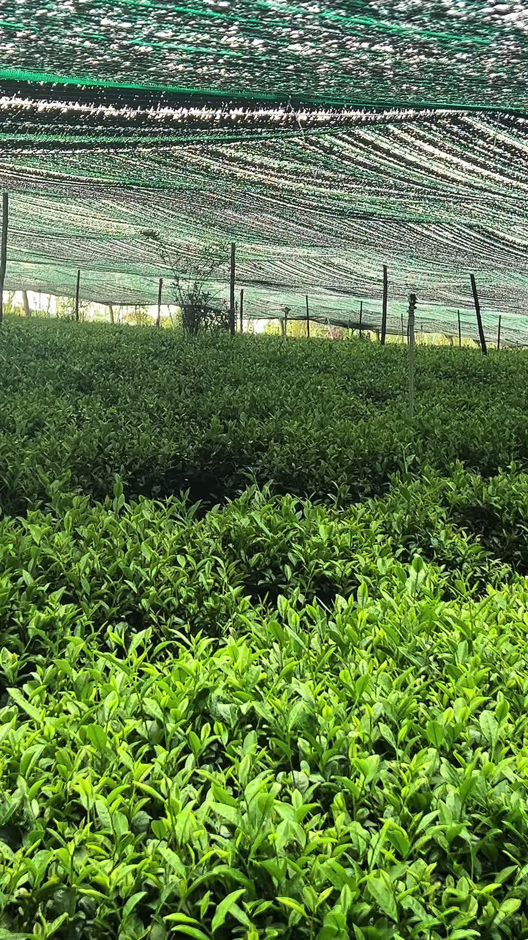 @N&ocirc;ng Trường olong Tằng Vĩnh An
