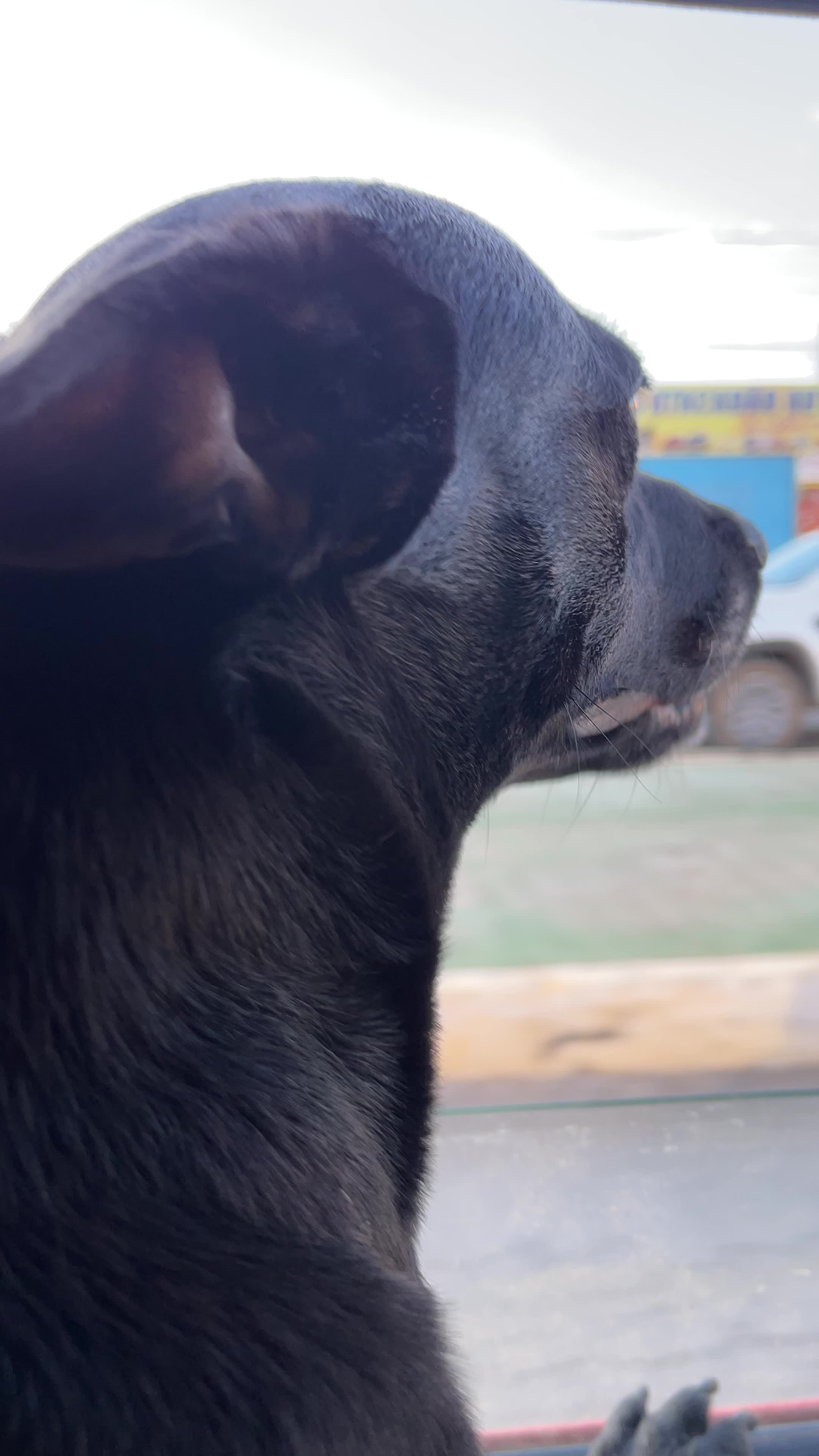 @Quelinha
