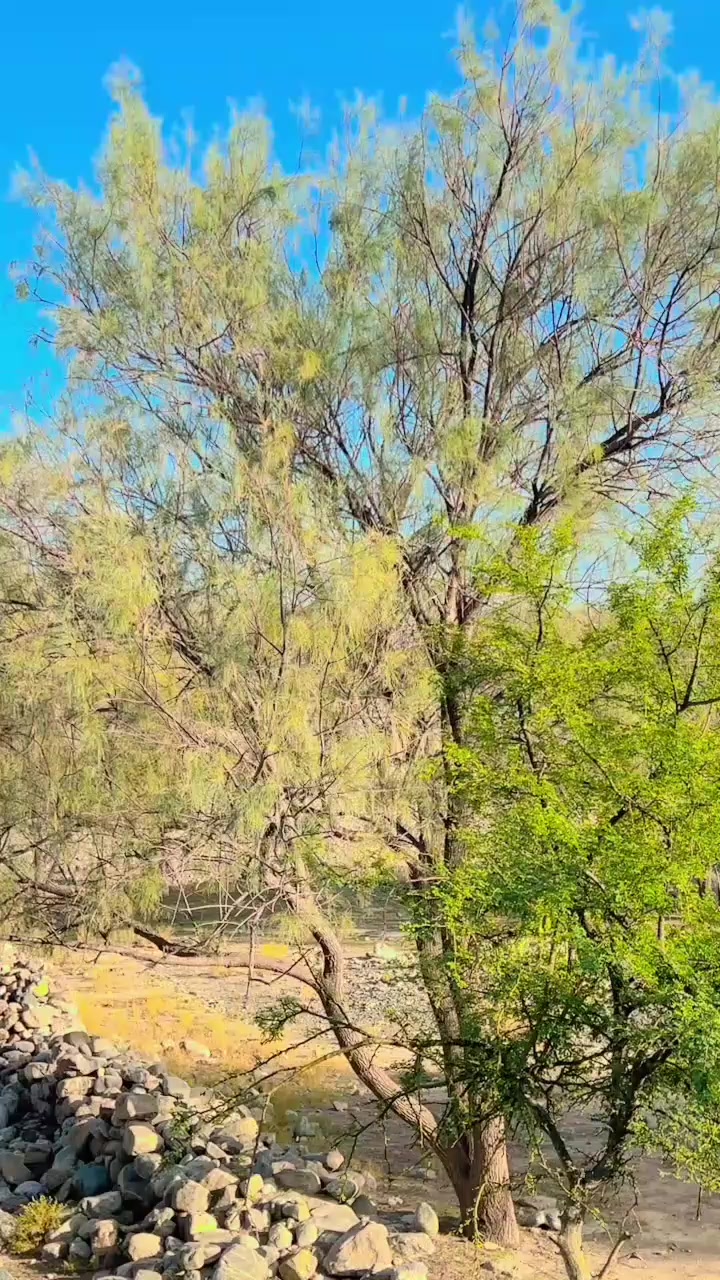 @𝗞𝗔𝗦𝗛𝗜𝗙𝗢𝗢🚩