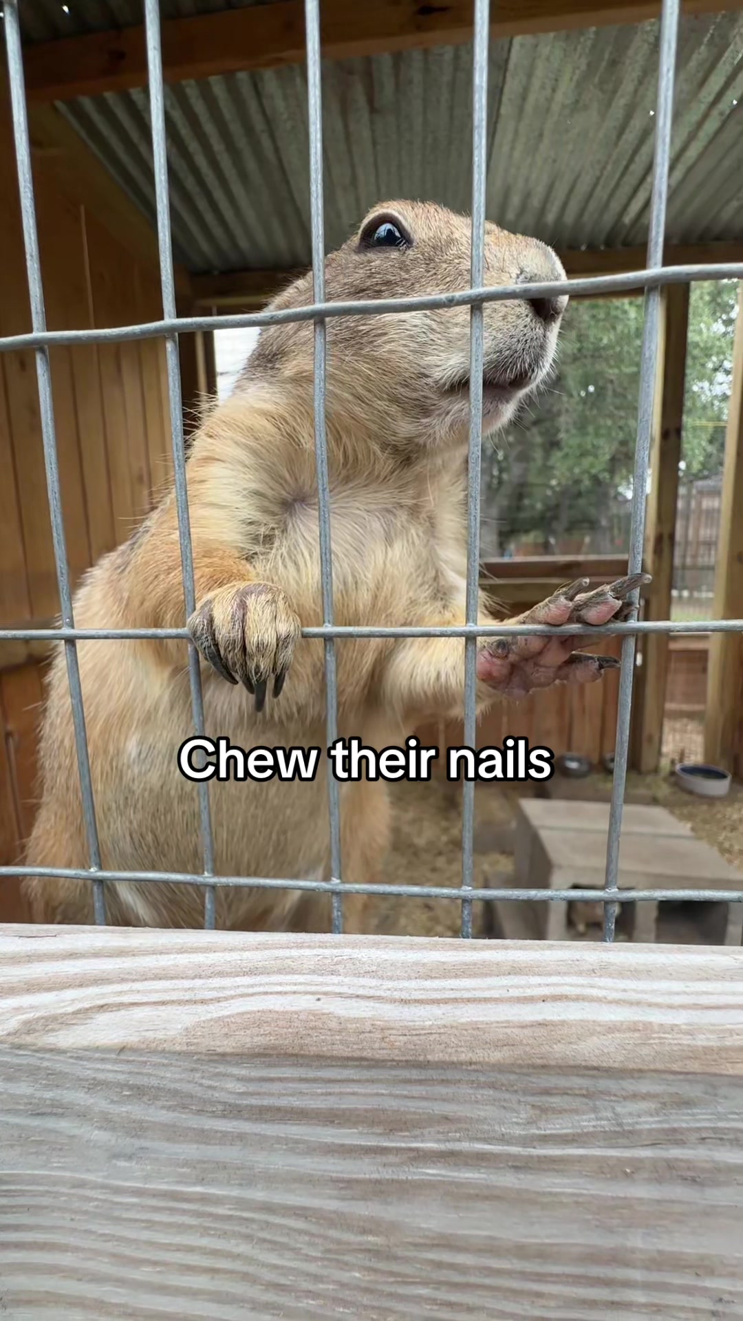 @Texas Wildlife Park