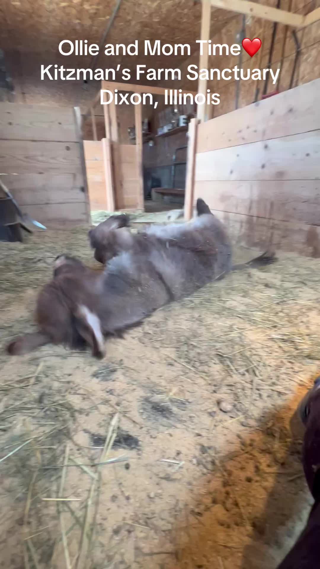 @Kitzman&rsquo;s Farm Sanctuary