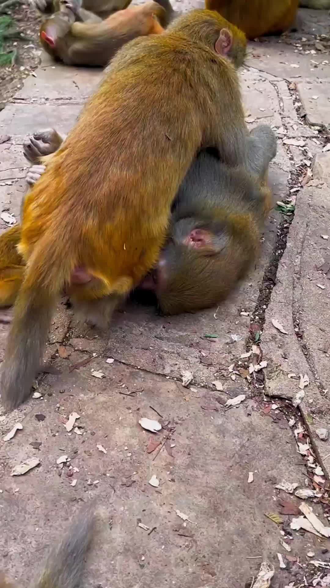 @LilMonkeyVibes