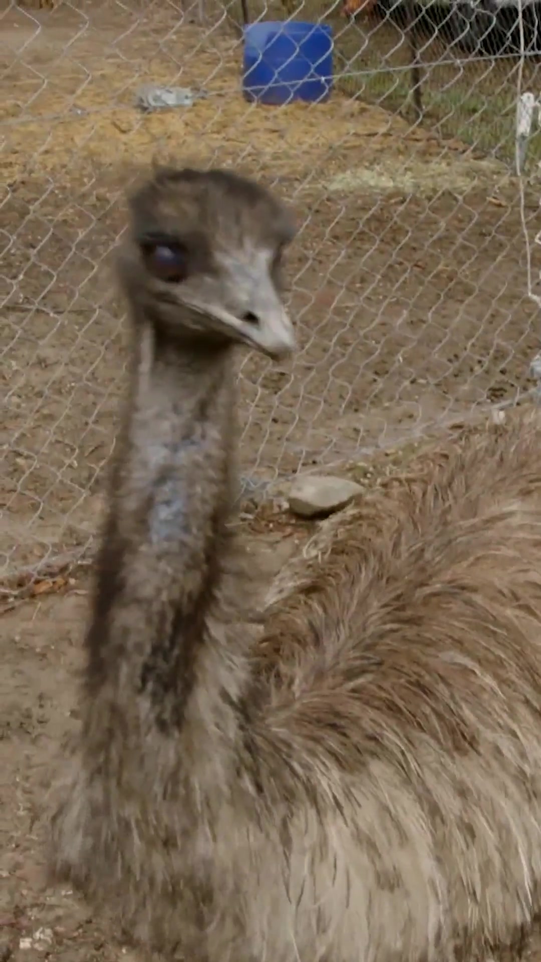 @Animal Planet