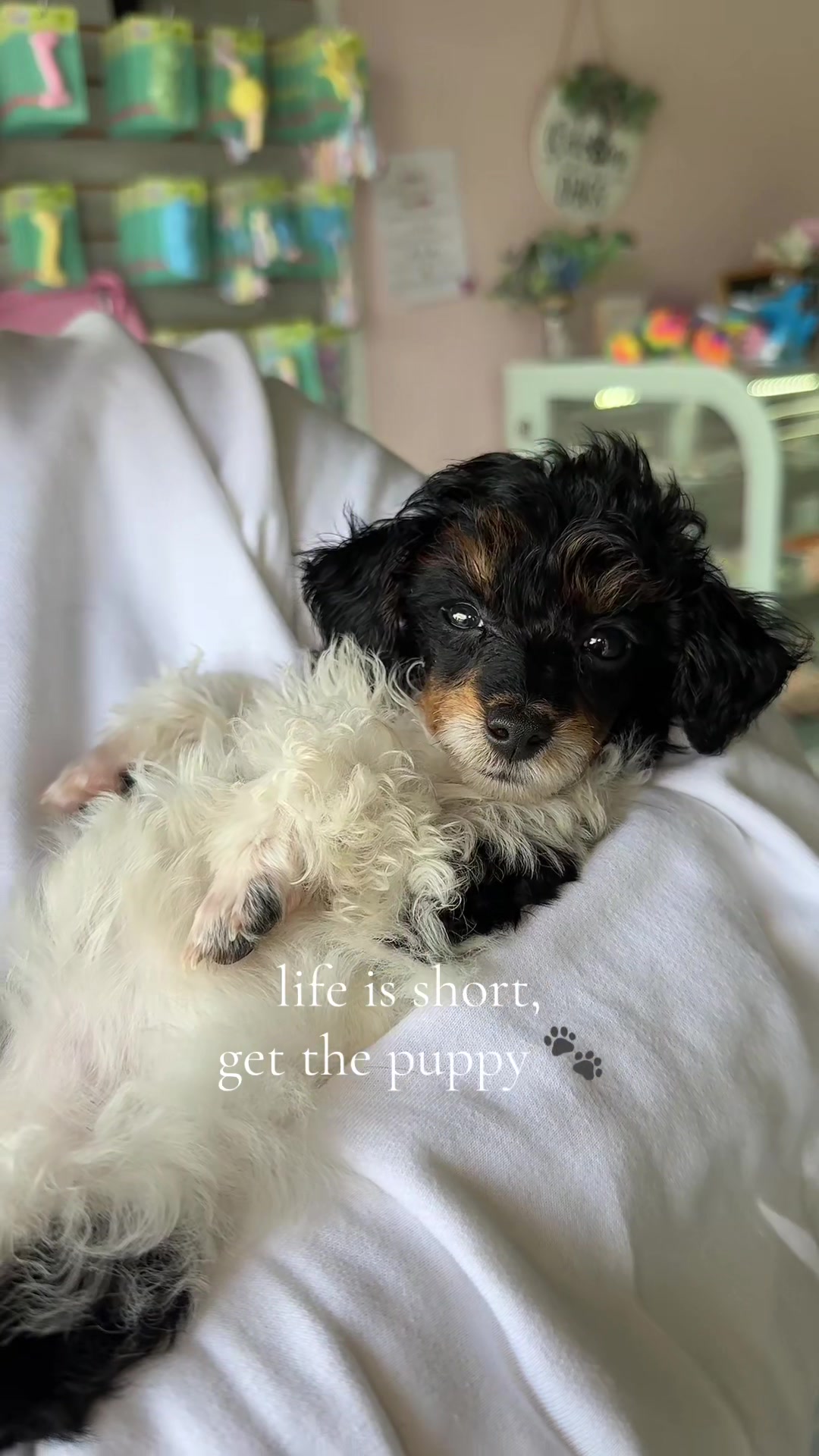@Furry Babies