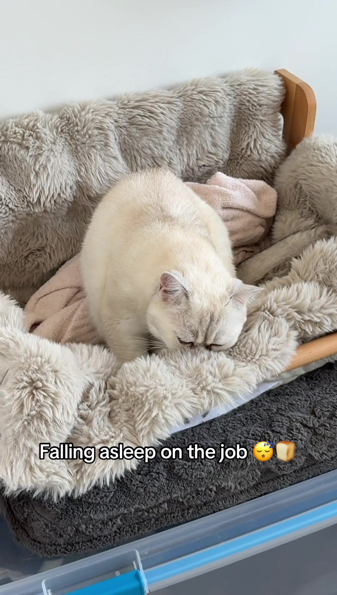 @Suki Purrs