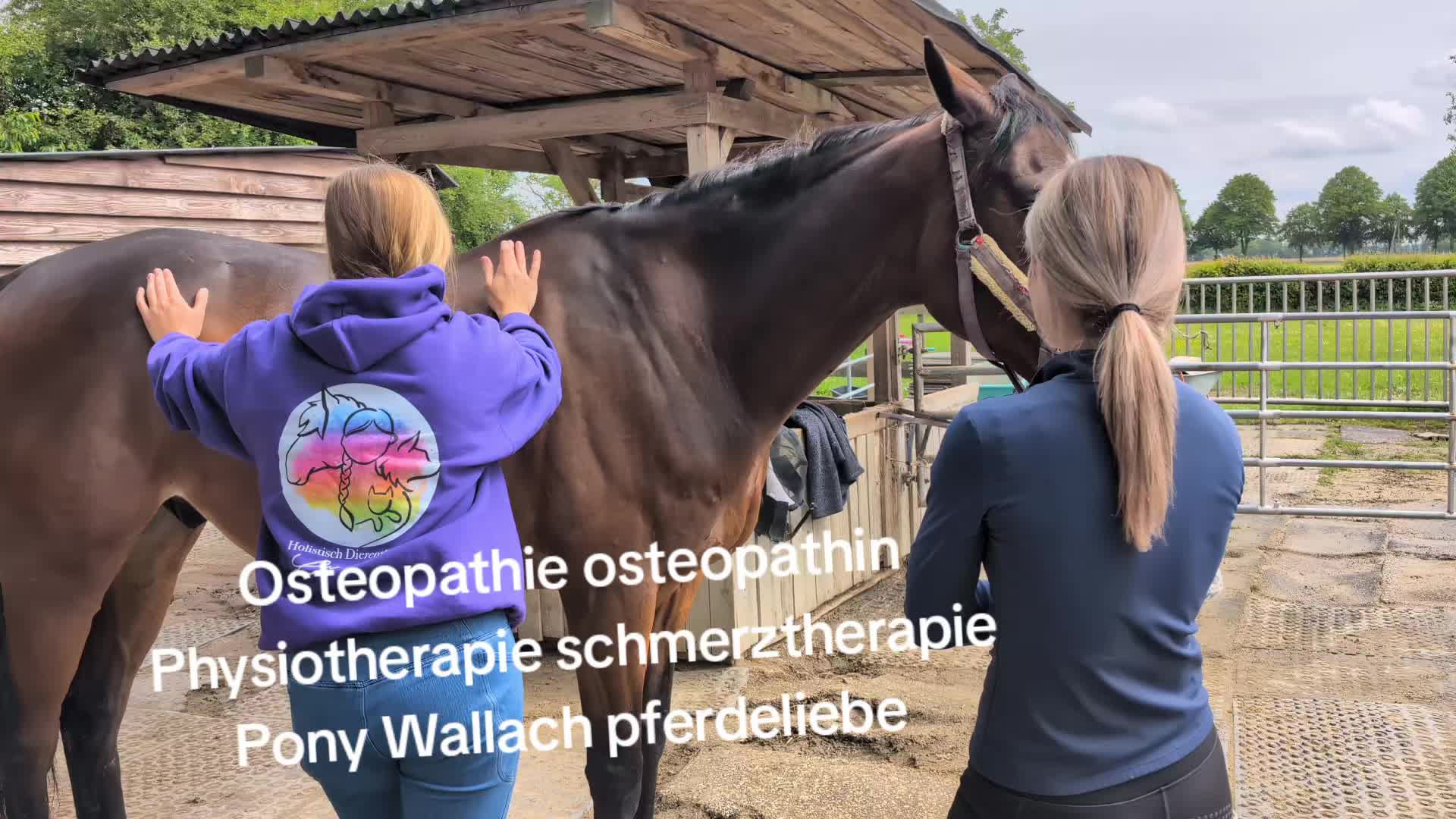 @Steffis_horse_world