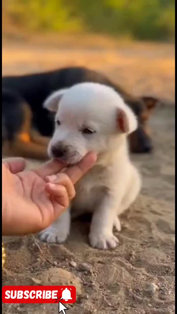 @Cute Baby Puppy Loves