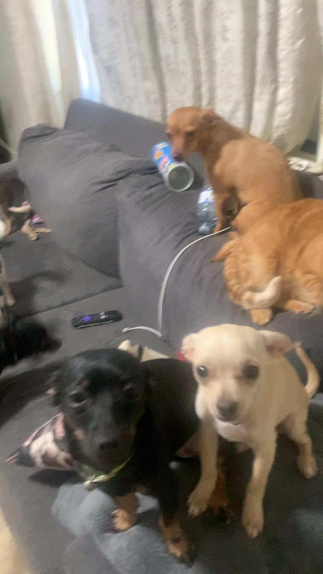 @lovinglifewithpuppies🐾🇨🇦🐾
