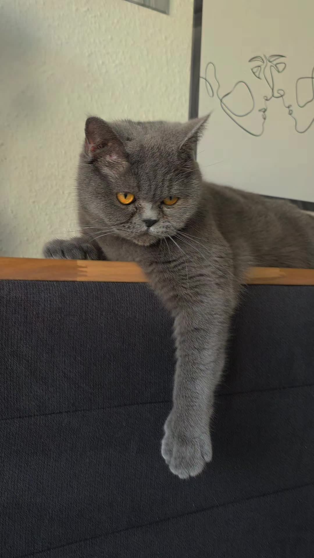 @Rodriguez & Cats ๐๐พ