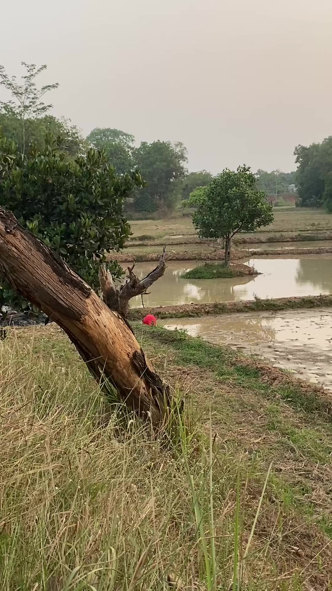 @Piara ikan di galon