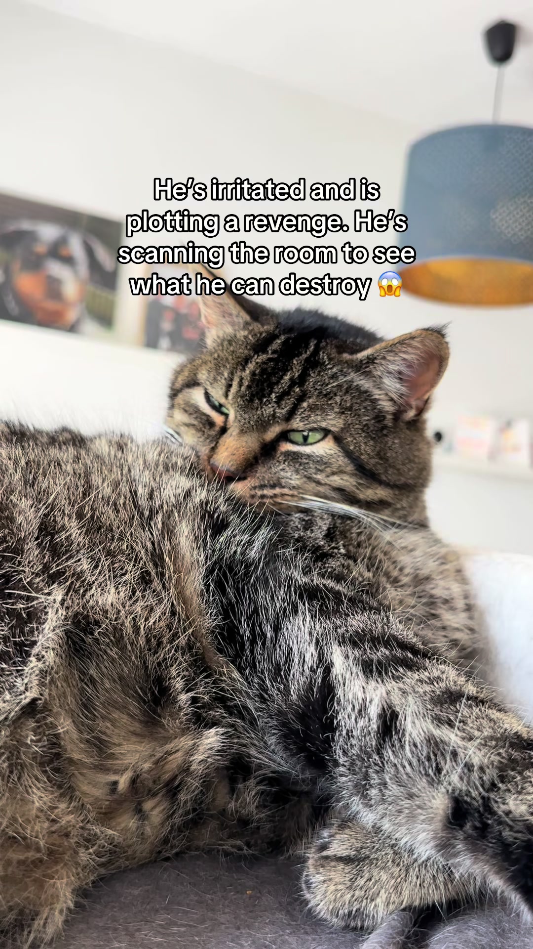 @Joep_the_ rescuecat