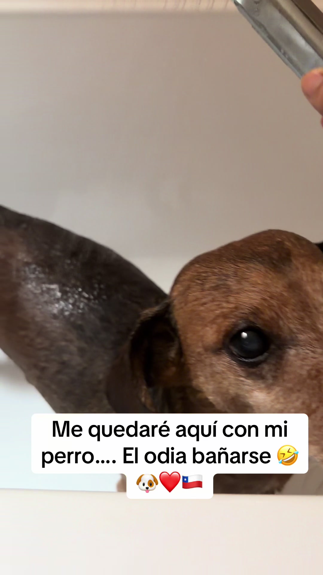 @Chilena Petite