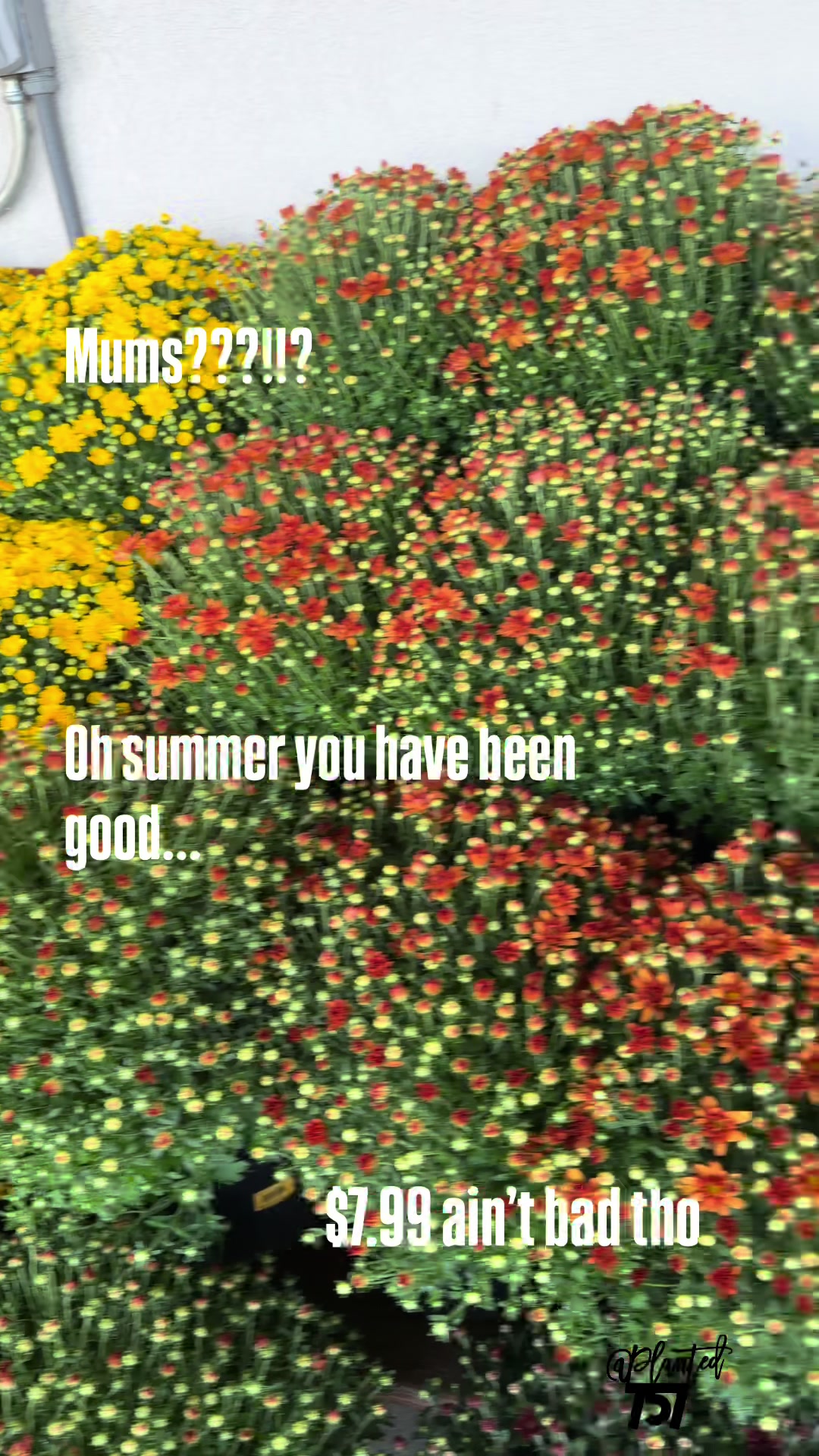 @Planted757