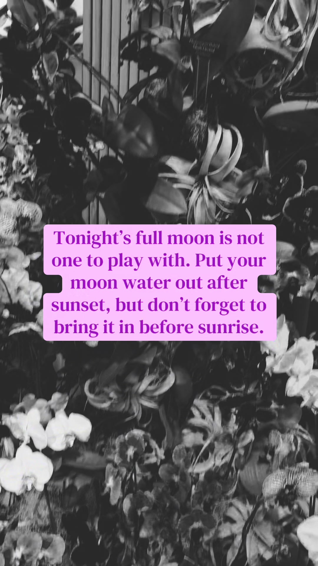 @The🧿OG🖤TikTok🖤Witch