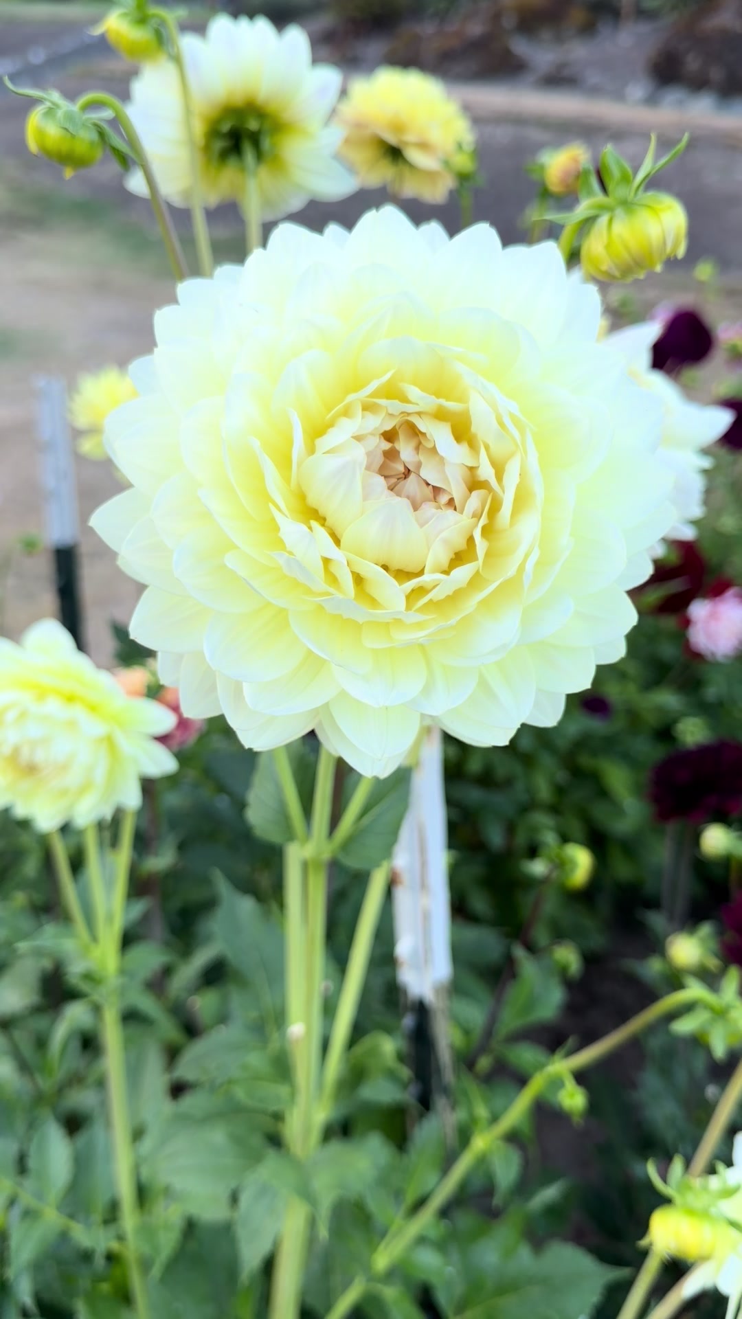 @Only The Pretty Petals
