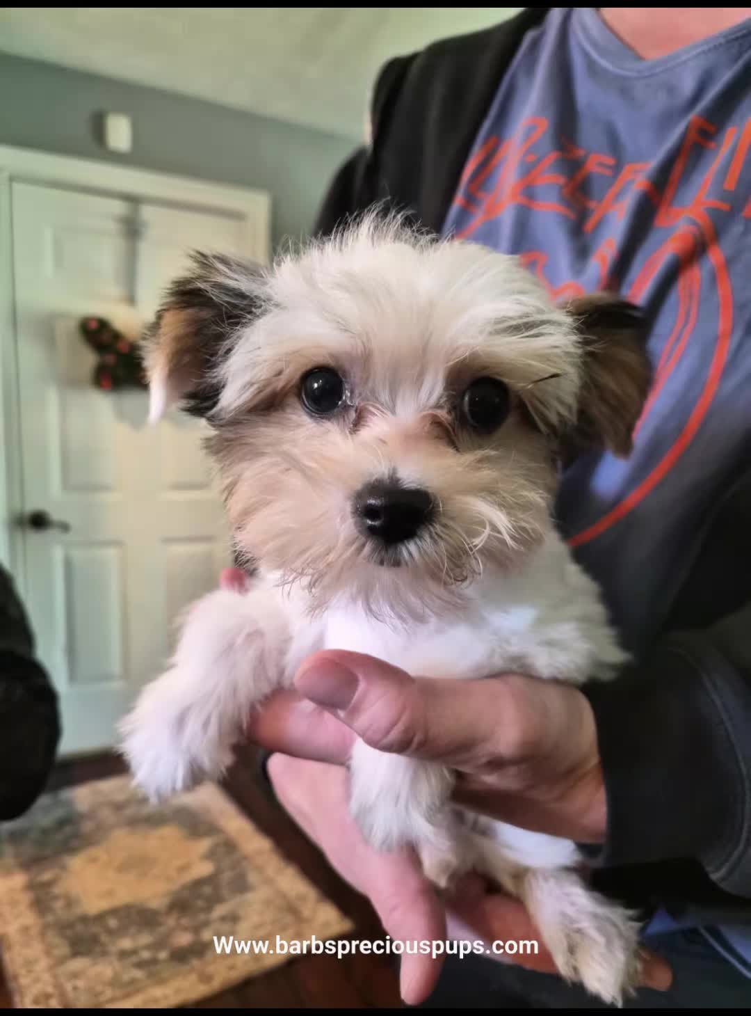@Barb's Precious Pups