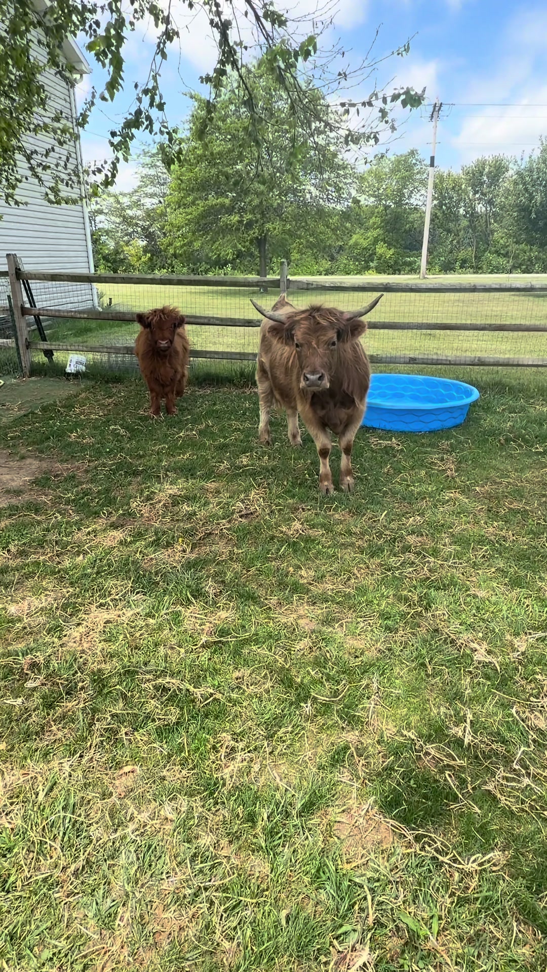 @nofzingerranch