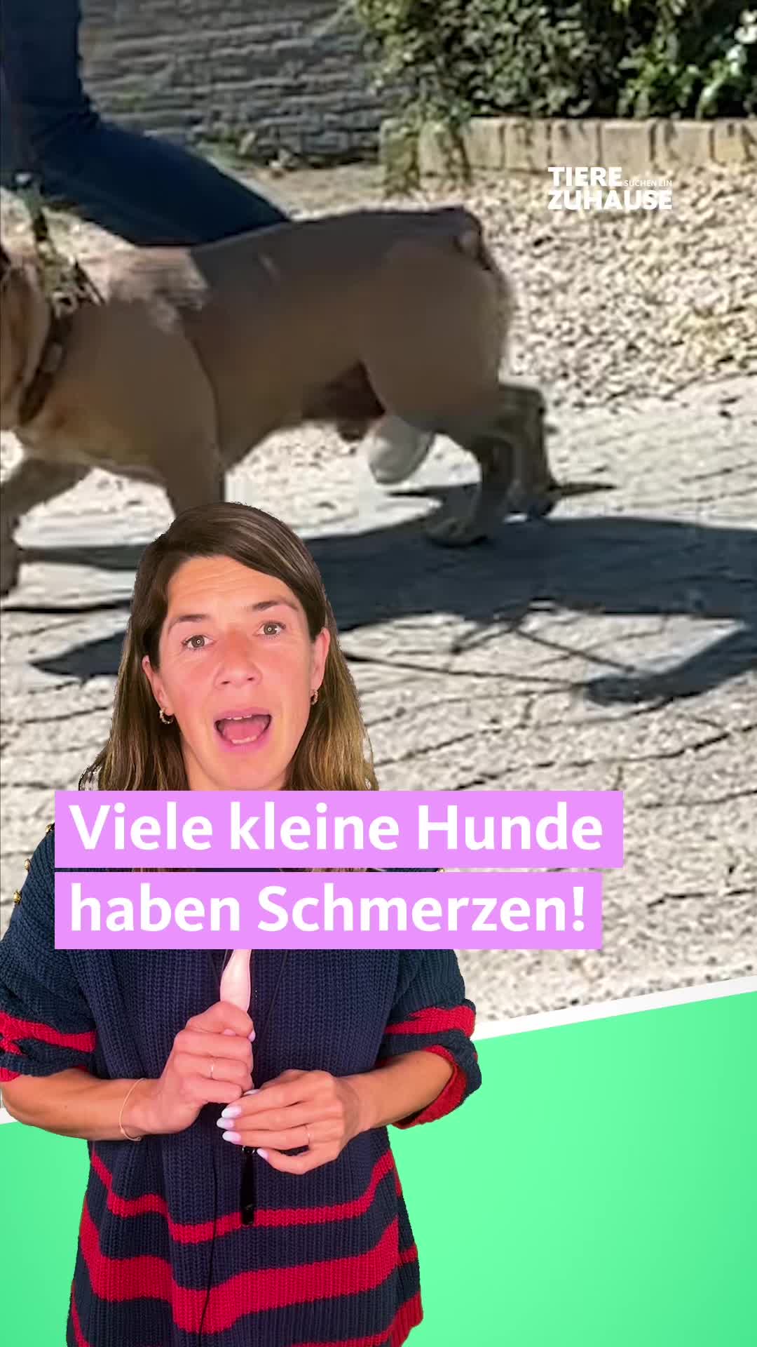 @Tiere suchen ein Zuhause