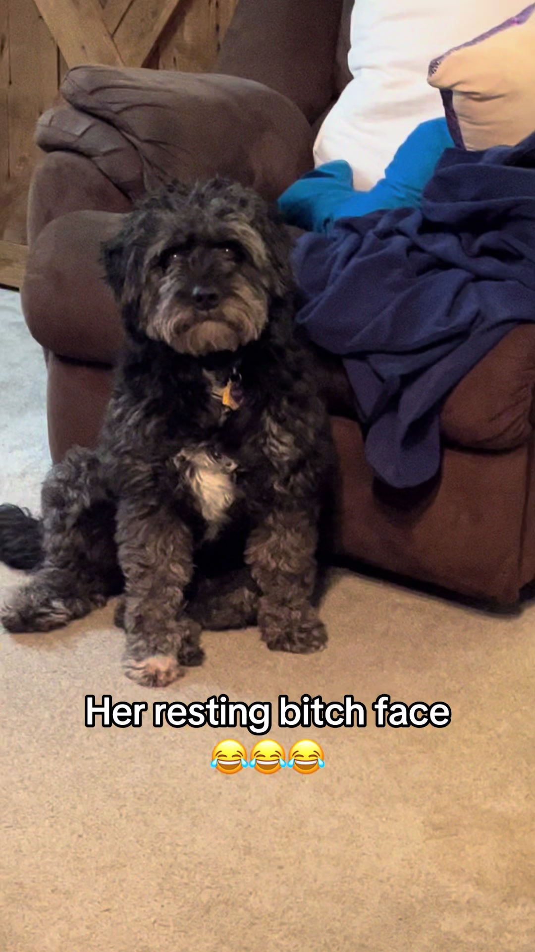 @Ace_and_Bailey
