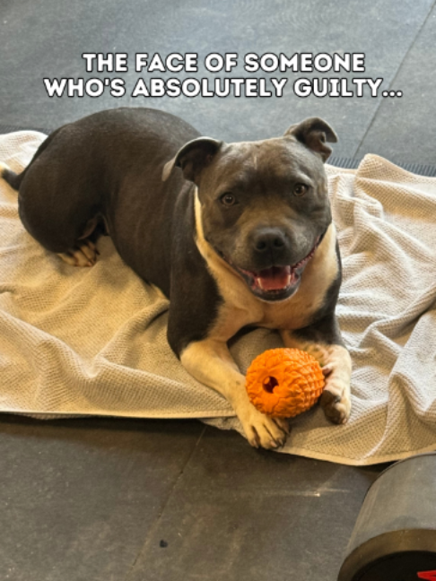 @Happy Staffy Co