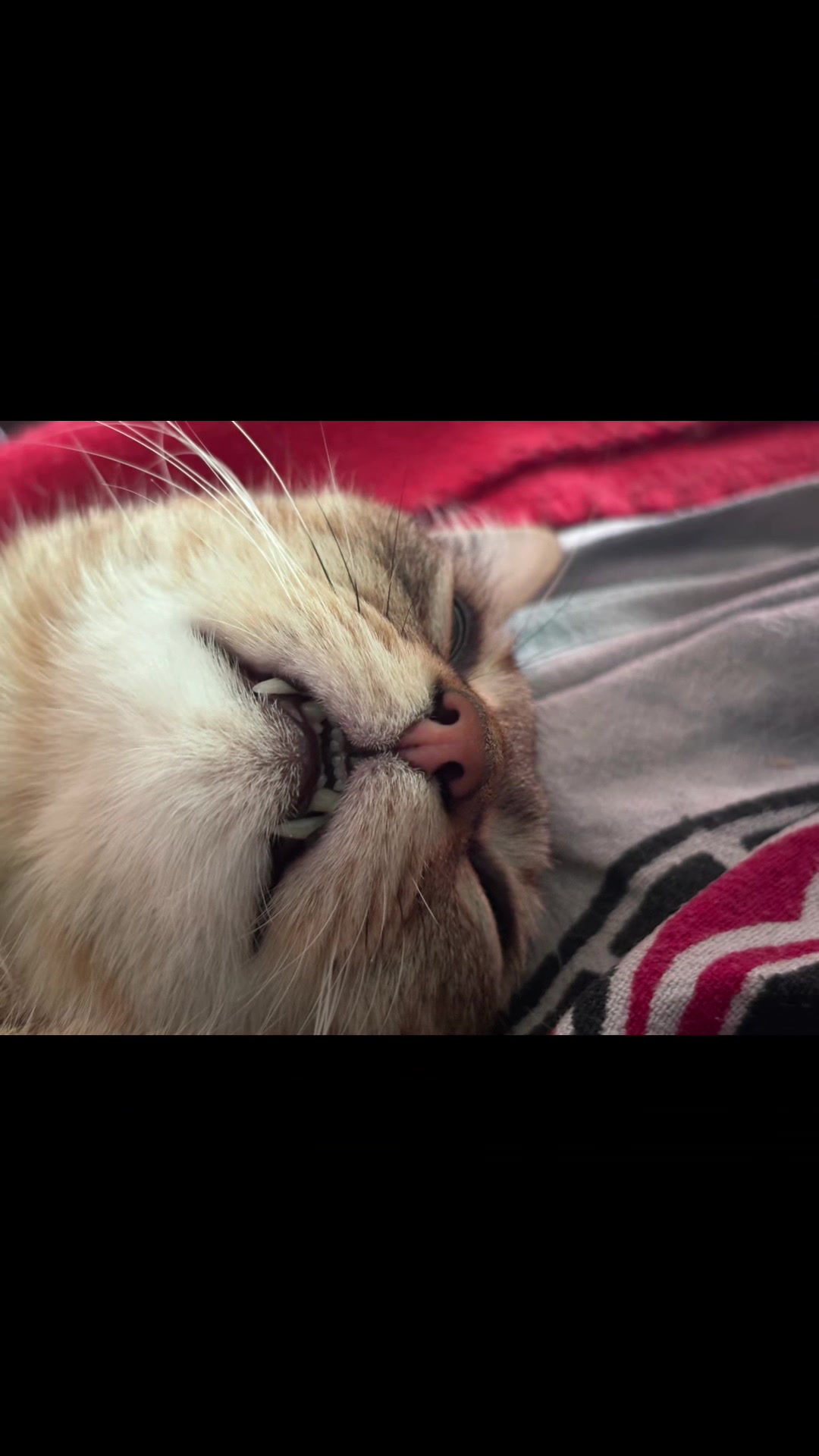 @Life with Kokoro the cat