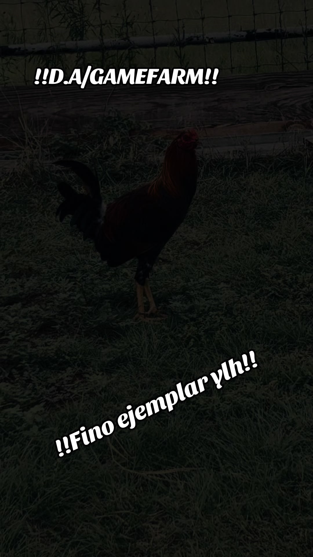 @DAgamefarm