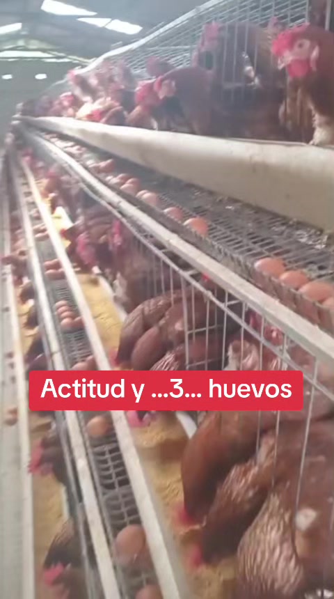 @Bolivar Coro