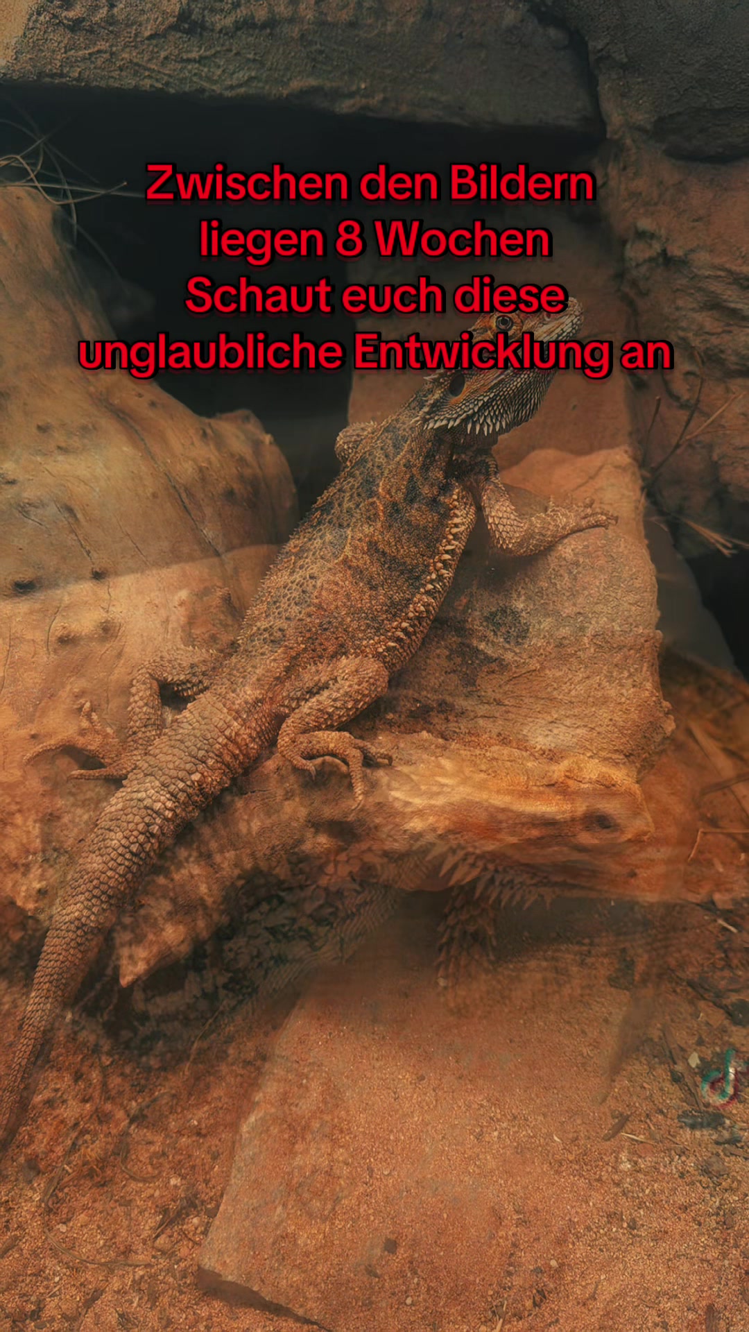 @jurassiczoo