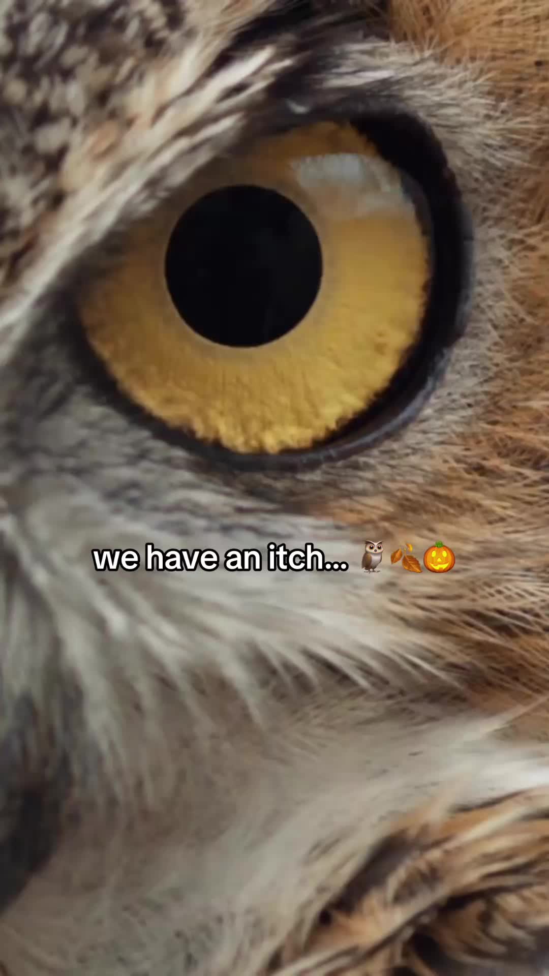 @Carolina Raptor Center