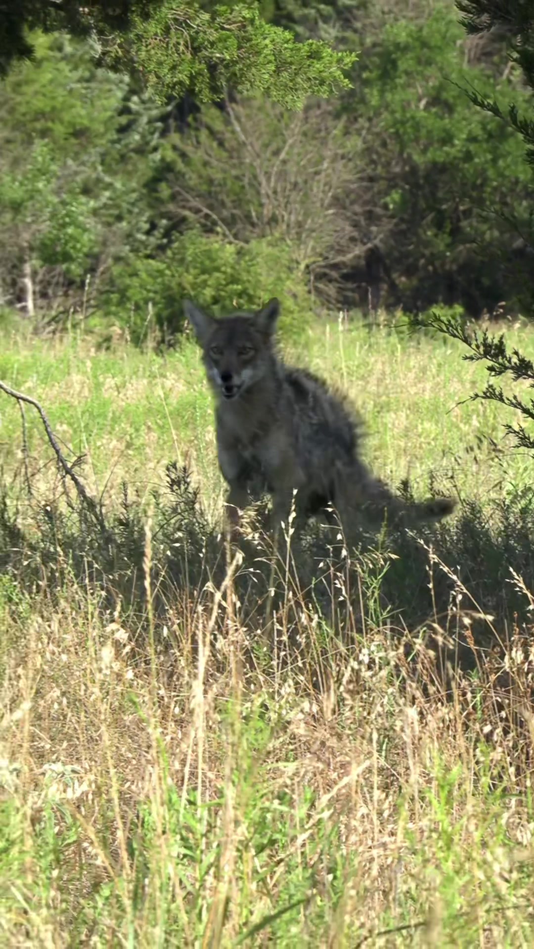 @FOXPRO Game Calls