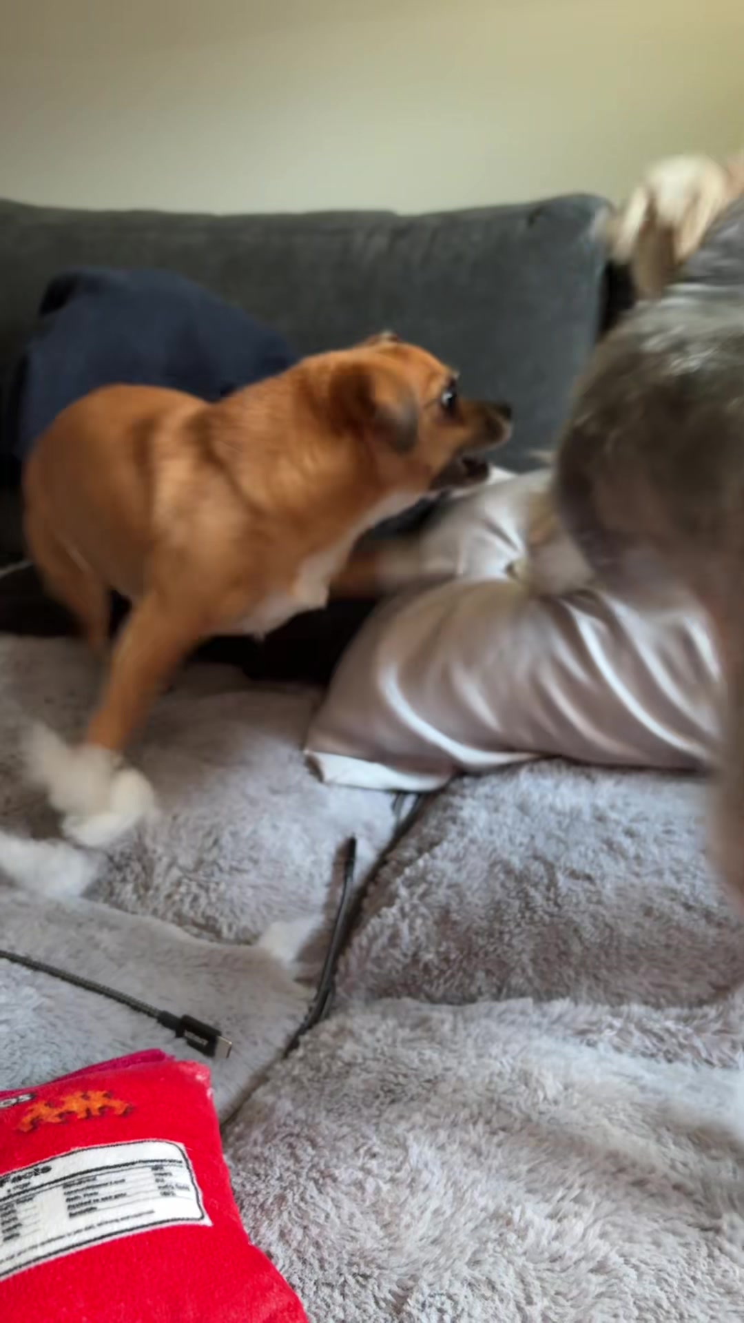@ThePawfectDuo