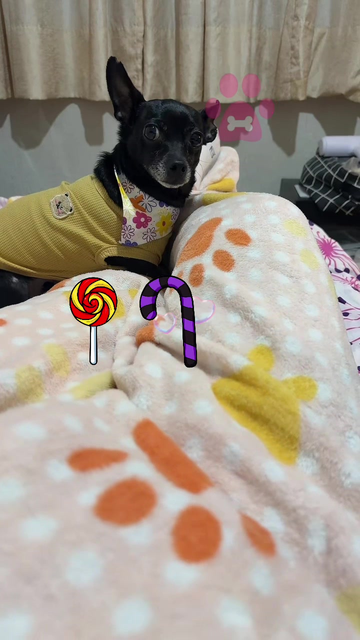 @ChannelyLuna🐕🐩