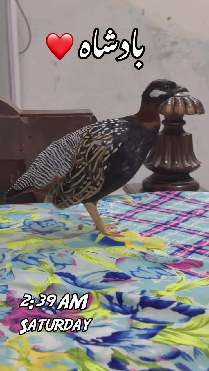 @AdilBirdsFarm