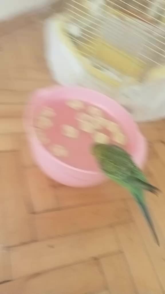 @🤎Nova🤎
